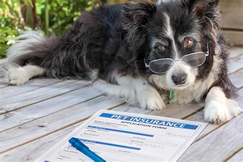 Navigating the Types of Best Dog Insurance Coverage