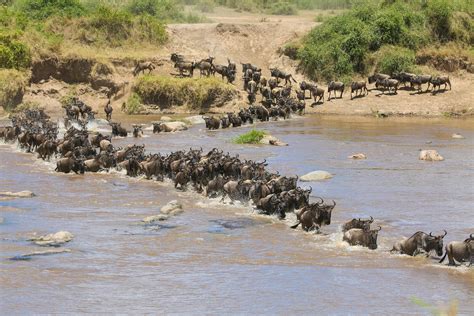 Ndutu Great Migration