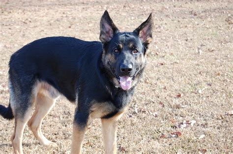 Ne Cape Fear German Shepherd Dogs