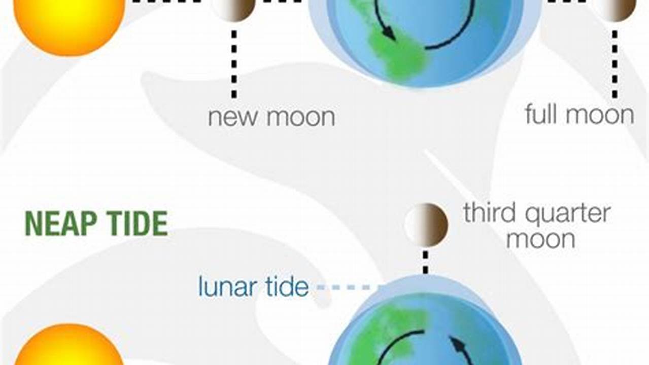 Neap And Spring Tides 2024