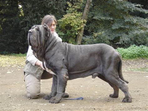 Neapolitan Mastiff Biggest Dog Breeds In The World