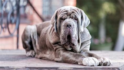 Neapolitan Mastiff Wrinkly Dog Breeds