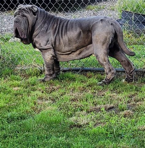 "Neapolitan Mastiff" Puppies For Sale Litchfield, MN 263862