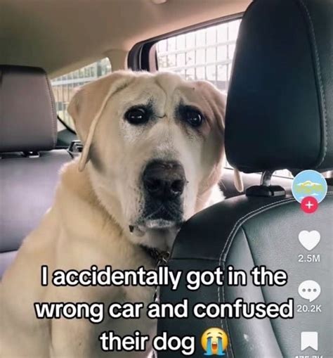 Needy Dog Meme