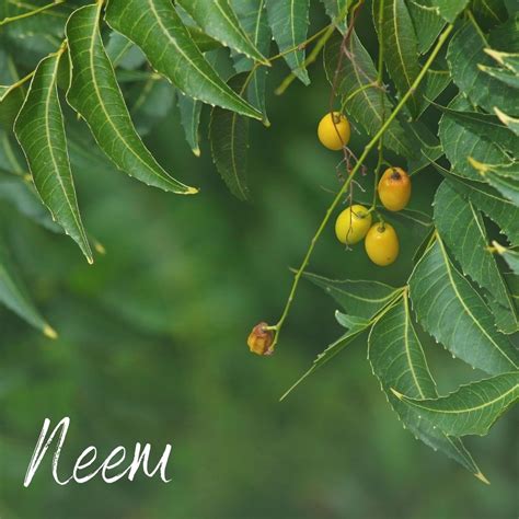 Neem