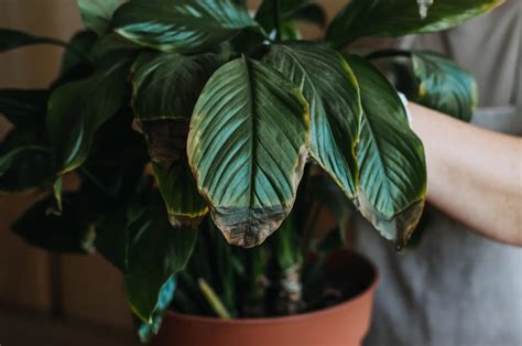 Neem Oil Burned Leaves