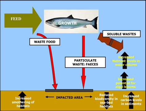 Negative effects of fish farming