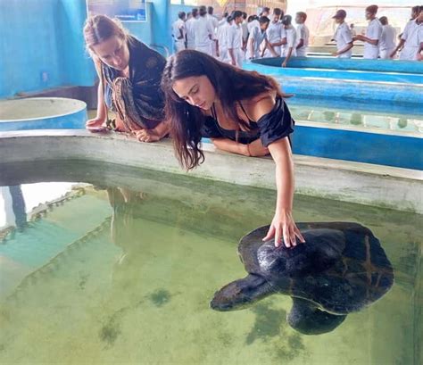 Negombo Turtle Hatchery