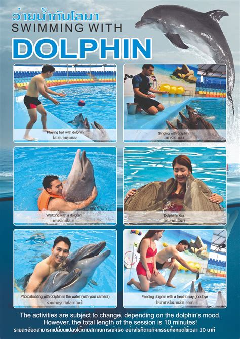 Nemo Island Dolphins