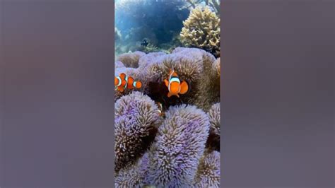 Habitat Asli Nemo di Mana Saja?