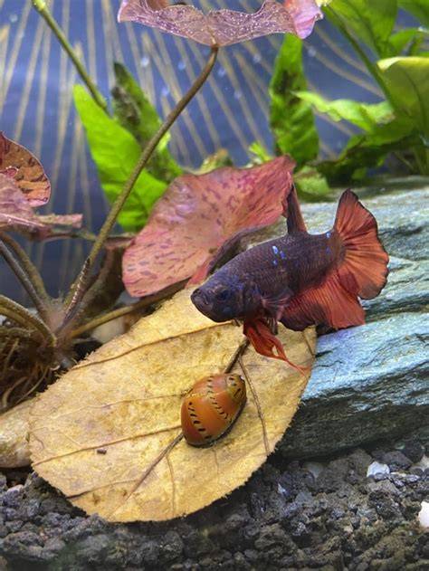 Nerite Snail With Betta