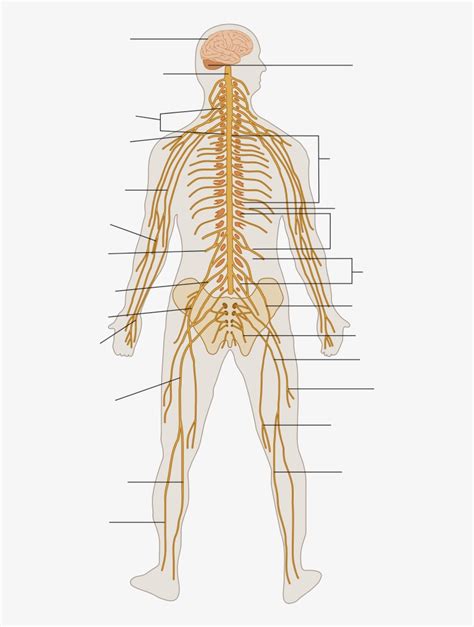 Nervous System Diagram Unlabeled
