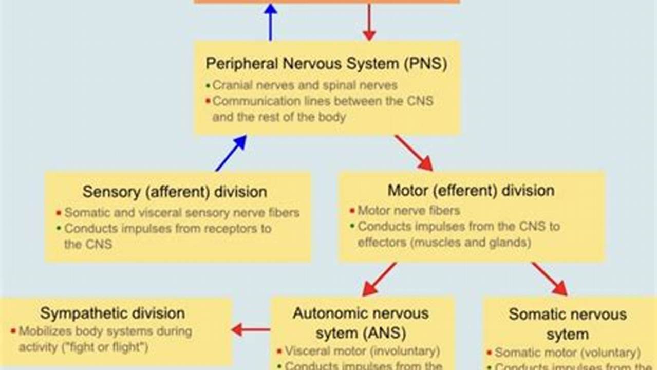 Nervous System Flow Chart Science Island