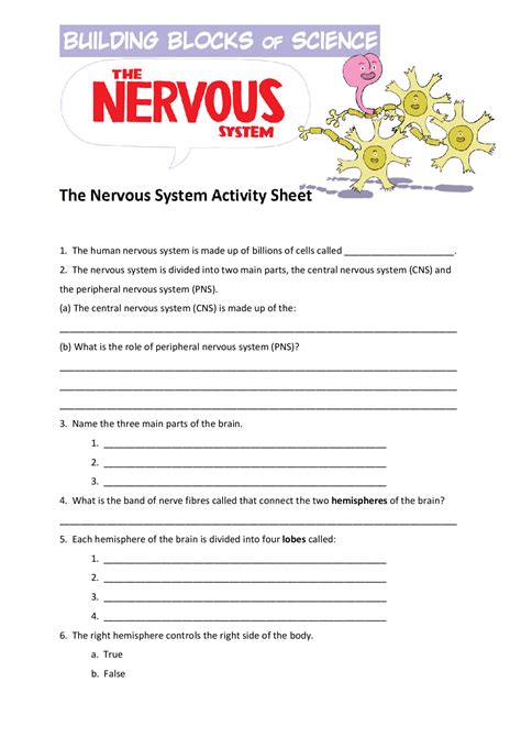 Nervous System Worksheet Answer Key