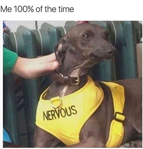 Nervous Dog Vest Meme
