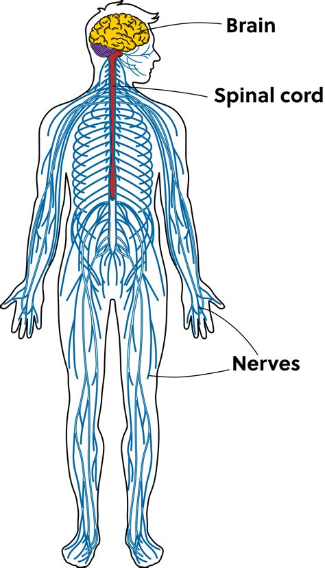 Nervous System