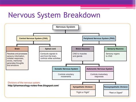 Nervous System Breakdown Chart