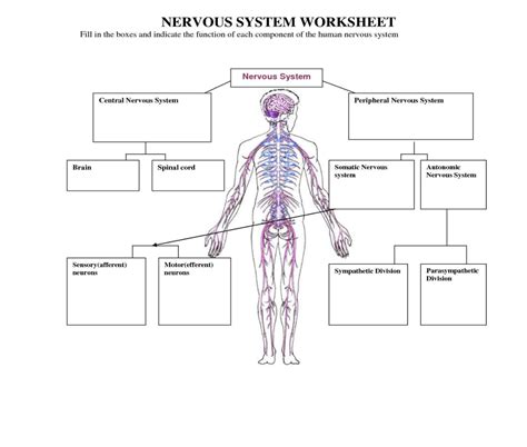 Concept Mapping the Nervous System Worksheet1