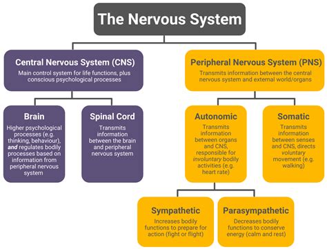 Unlocking the Secrets of the Mind: The Fascinating Definition of Nervous System in Psychology