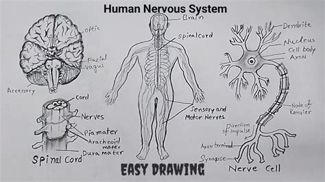 Nervous System Diagram Easy To Draw