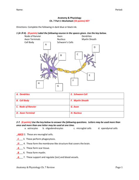 Nervous System Worksheet Answer Key