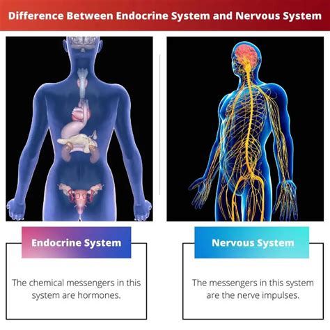 Nervous and Endocrine System Differences