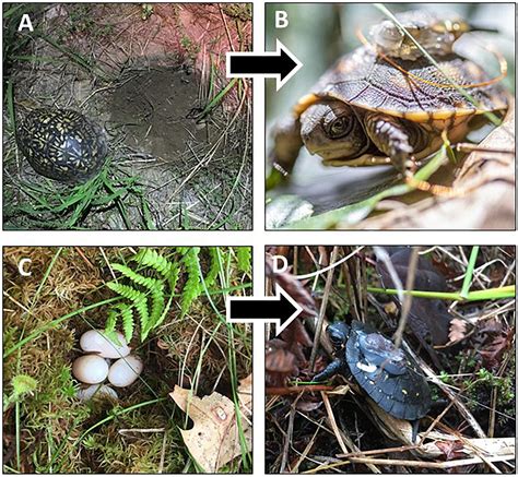 Nesting Disturbance Turtles