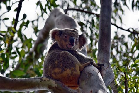 Netanya Noosa Wildlife