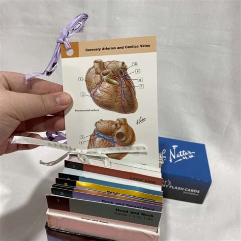 Netter's Anatomy Flash Cards: Netter's Anatomy Flash Cards - E-Book (Netter Basic Science)