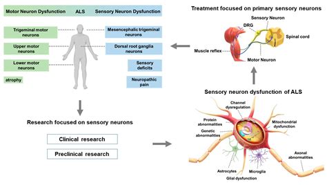 Neurological Reasons
