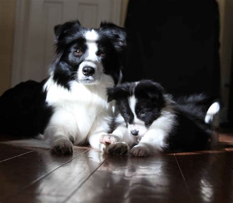 New Zealand Border Collie Breeders: The Best Place To Get Your Furry
Best Friend