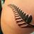 New Zealand Fern Tattoo Designs