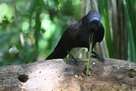 New Caledonian Crows