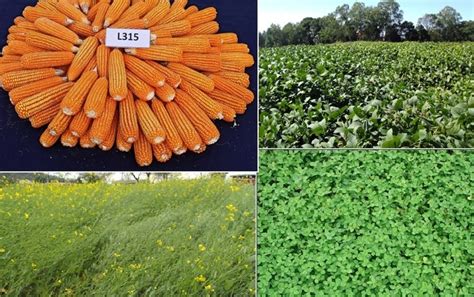 New Crop Varieties Olympics