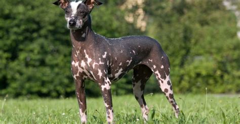New Dog Breeds