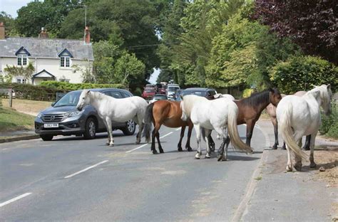 New Forest Ponies