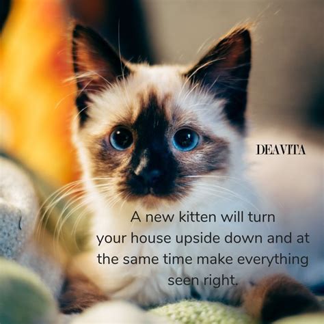 New Kitten Quotes