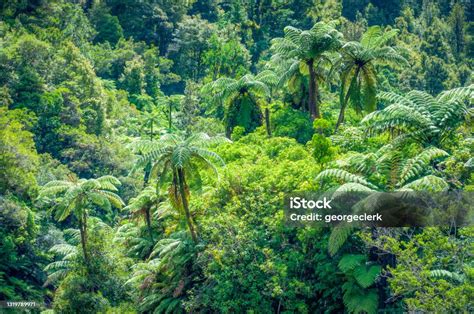 New Zealand Native Forest