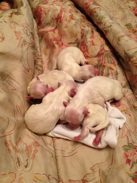 Newborn Baby Maltese Puppies: The Cutest Addition To Your Family In 2023