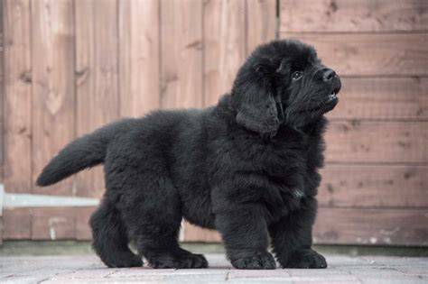 Newfoundlander Puppy Te Koop