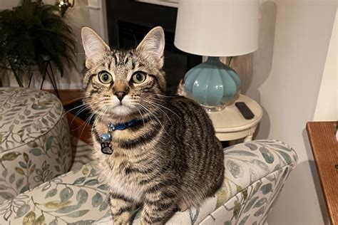 Top-Quality Care for Your Pets at Nicholas County Animal Hospital - Trusted Veterinary Services in West Virginia