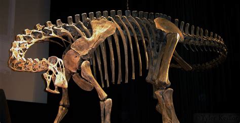 Nigersaurus Skeleton