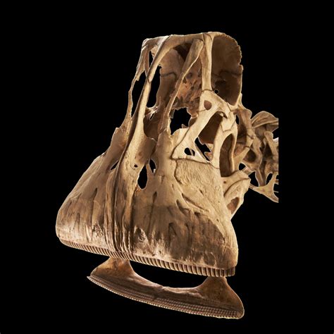 Nigersaurus Skull Structure