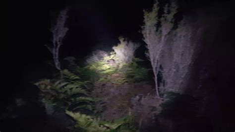 Night Bush Walk