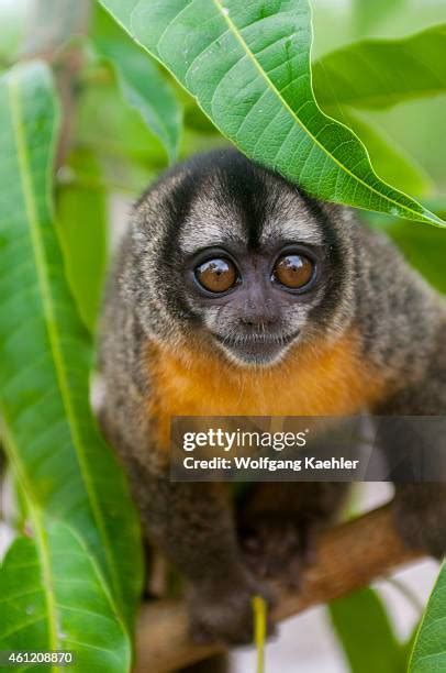11:00 PM - Night Monkeys Forage by the Pale Moonlight