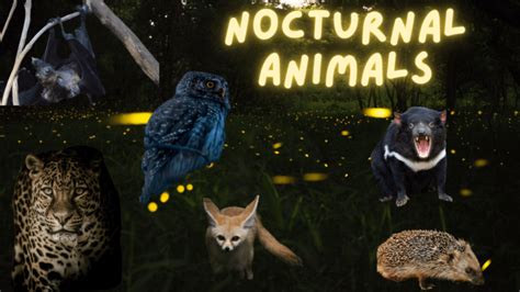 Nighttime Animal Behavior
