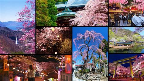 Nikko cherry blossoms