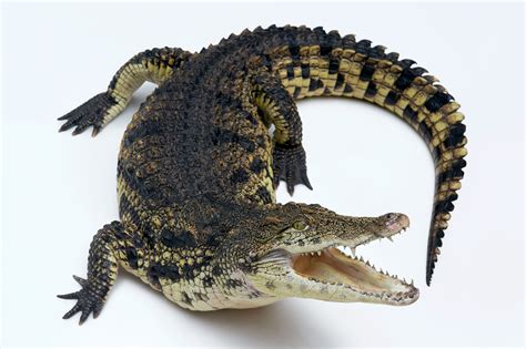 Nile Crocodile