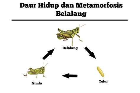 Nimfa Belalang