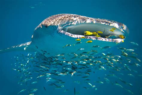 Ningaloo Reef